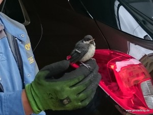 Gefiederter Besuch im Autohaus